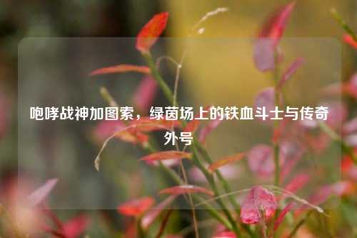 咆哮战神加图索,绿茵场上的铁血斗士与传奇外号